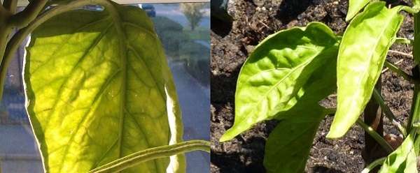 ใบพริกเริ่มเปลี่ยนเป็นสีเหลือง