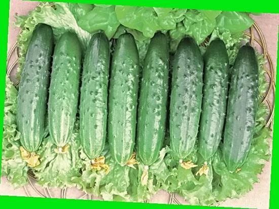 แตงกวาฟีนิกซ์