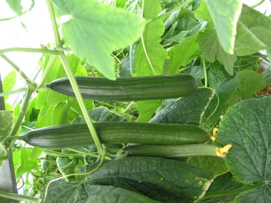 แตงกวาจีน