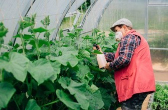 การปลูกแตงกวา