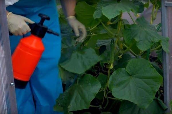 Pulvérisation des concombres