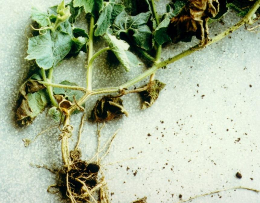 รากเน่า