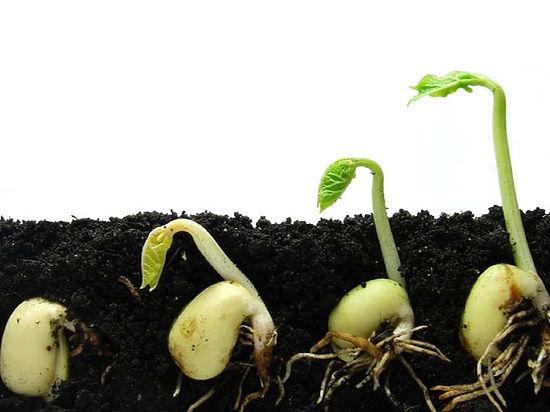 การงอกของเมล็ด