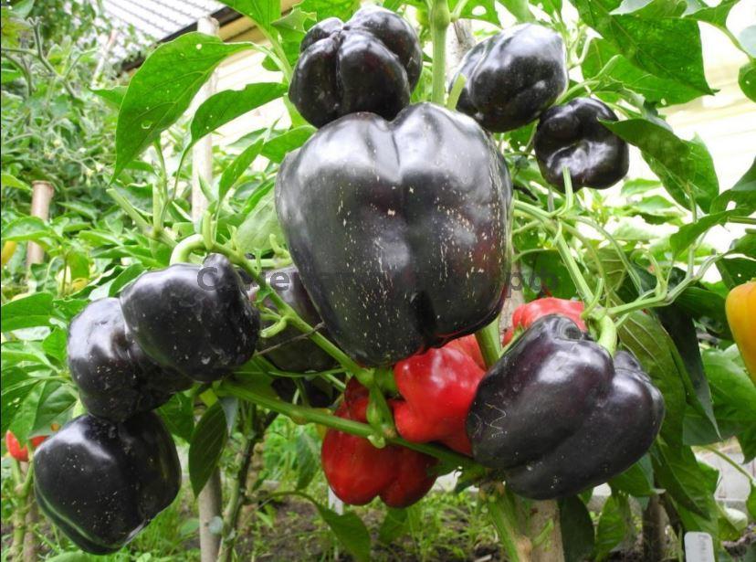 พริกบากีร่า