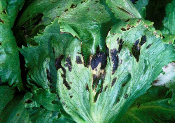 แบคทีเรียในหลอดเลือด