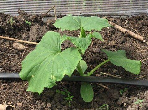 การรดน้ำต้นกล้า