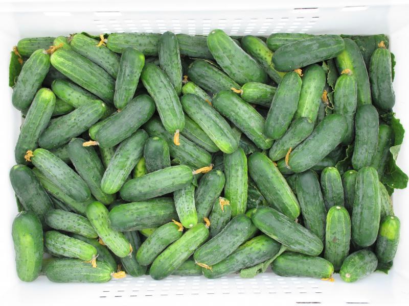 แตงกวาเฮคเตอร์ F1