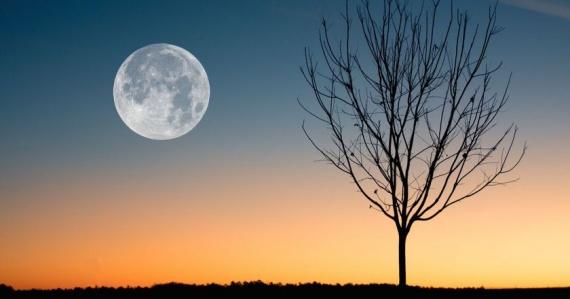 ดวงจันทร์และต้นไม้
