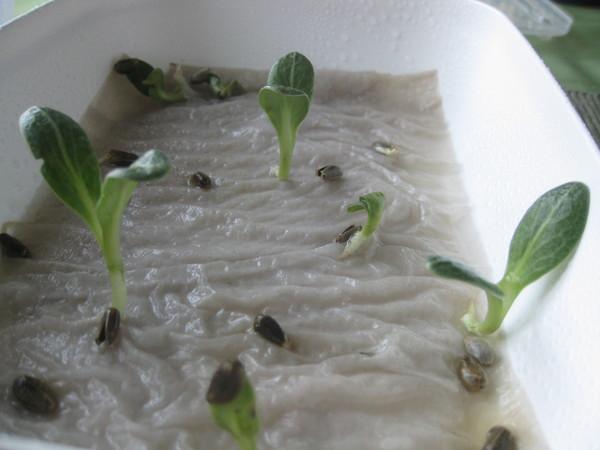 เมล็ดที่งอกแล้ว