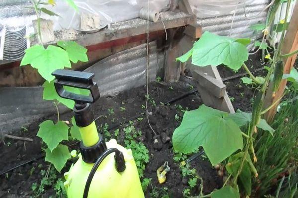 การแปรรูปแตงกวา