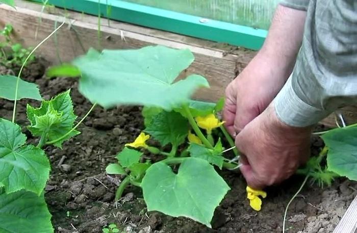 แตงกวาที่สง่างาม