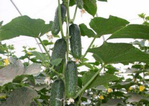 วิธีปลูกแตงกวาให้เป็นก้านเดียวอย่างถูกต้องและรายละเอียดการปลูก