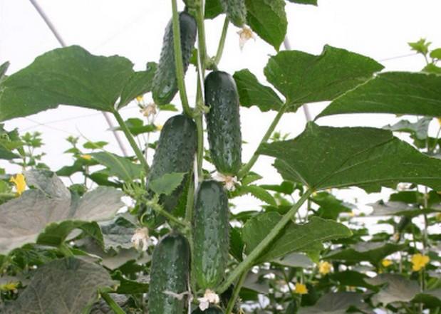 แตงกวาในก้านเดียว