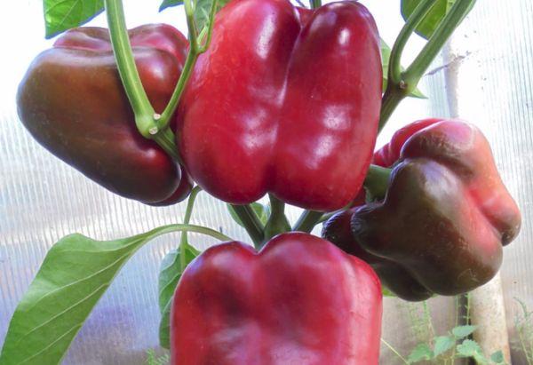 พริกขนาดใหญ่