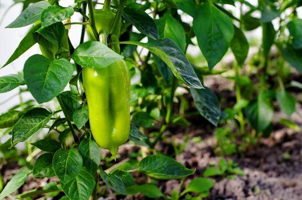 พริกในเรือนกระจก