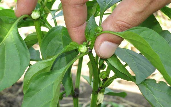 การบีบพริก