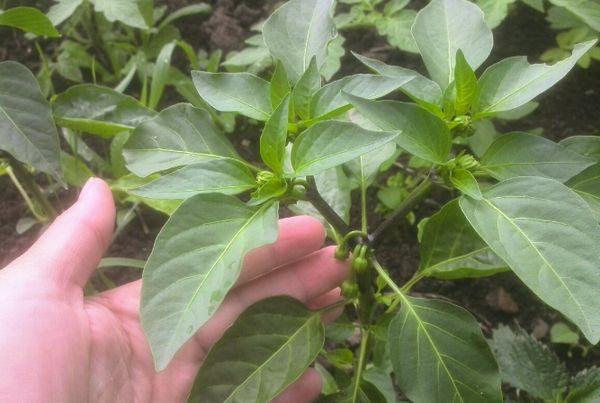 การก่อตัวของพริกไทย