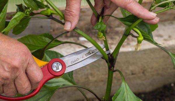 การตัดแต่งใบ