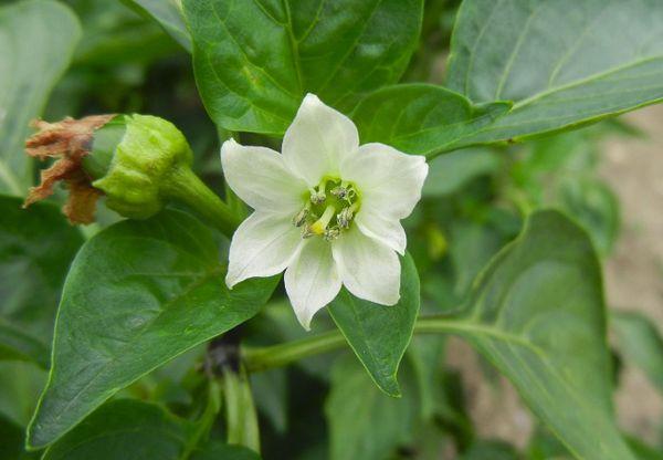 พริกหยวก