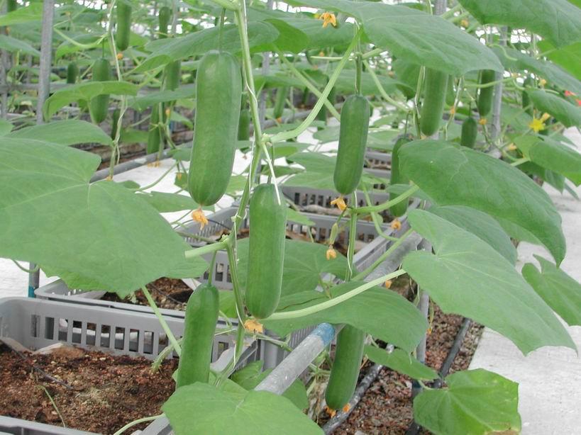 แตงกวาจำนวนมาก