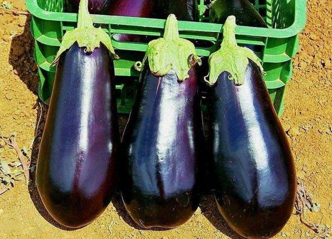 aubergines mûres