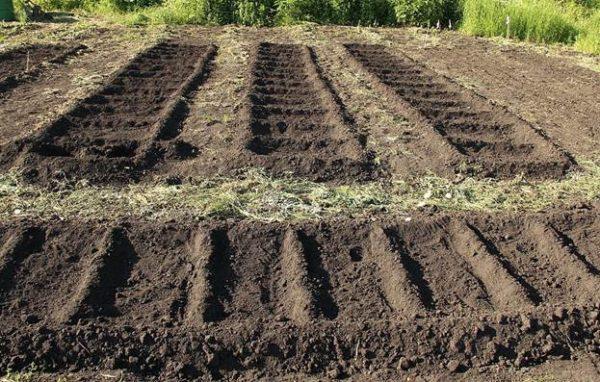 การปลูกแตงกวา