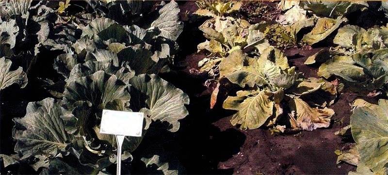 โรคเหี่ยวจากเชื้อราฟูซาเรียม