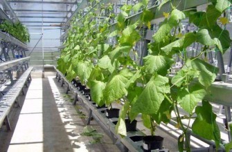 การปลูกแตงกวา