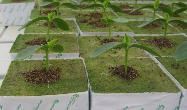 พื้นผิวใยแร่