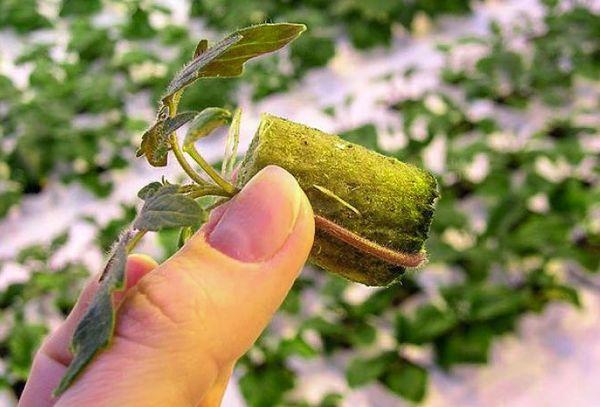 การปลูกแตงกวา