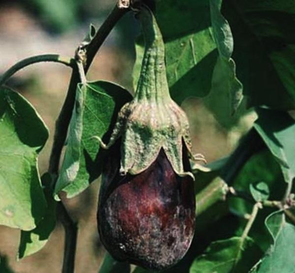maladies de l'aubergine