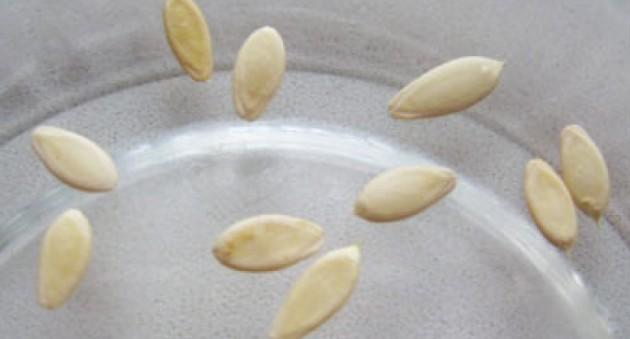 graines de concombre