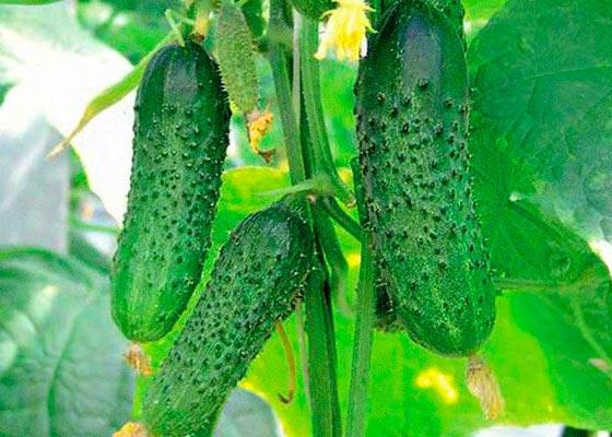 variétés de concombres résistantes au froid