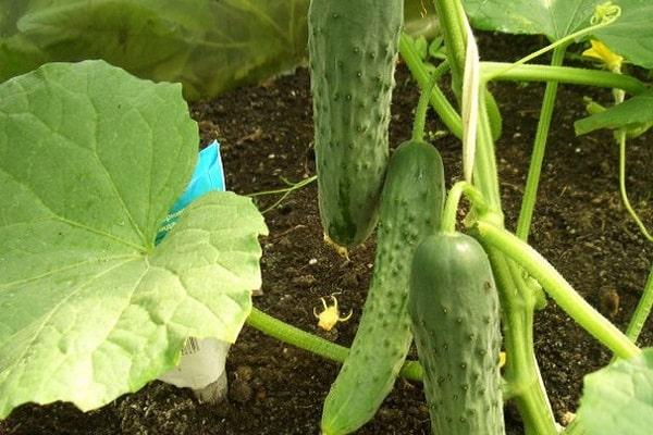 variétés de concombres résistantes au froid