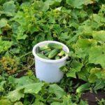 การเก็บเกี่ยว