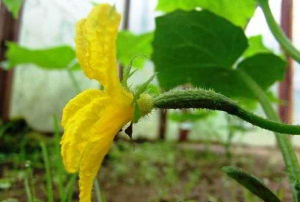 Concombres dans une serre