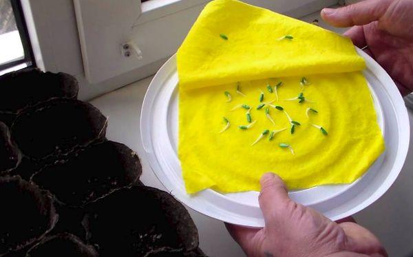 Germination des semis