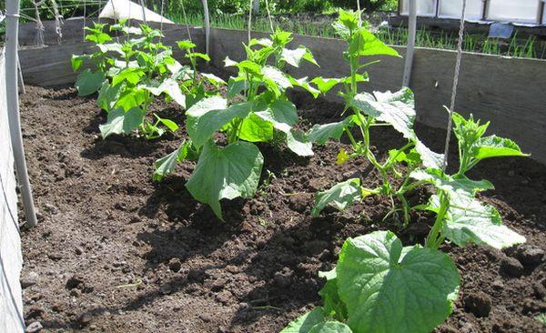 Pousses de concombre