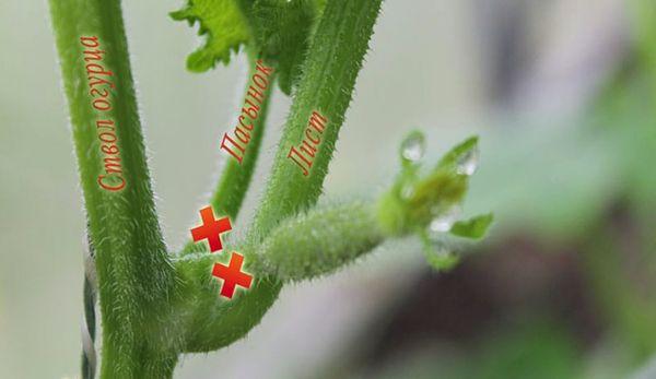 suppression des beaux-fils