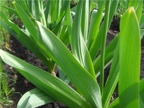 l'ail dans le jardin