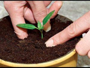 Comment bien transplanter les poivrons à la maison
