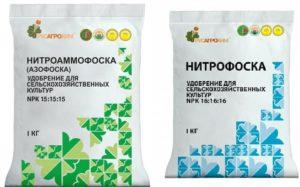 Application de l'engrais nitrophoska pour les concombres, dosage et fertilisation