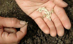 วิธีปลูกแตงกวาในที่โล่งพร้อมเมล็ดอย่างถูกต้อง และความลึกเท่าใด