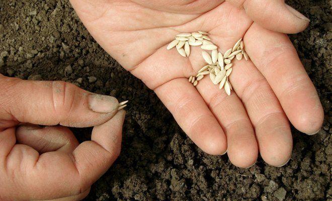 เมล็ดแตงกวา