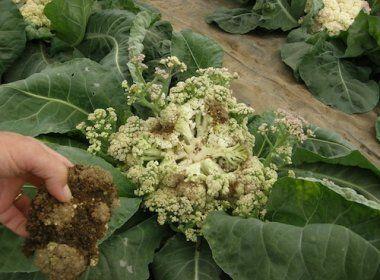 แบคทีเรียในเมือก