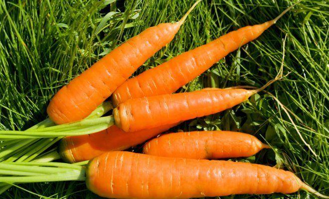 แครอทสุก