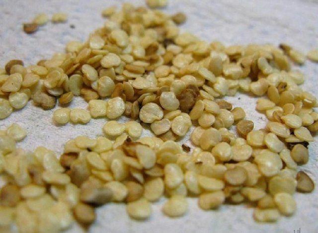 การปลูกมะเขือยาว