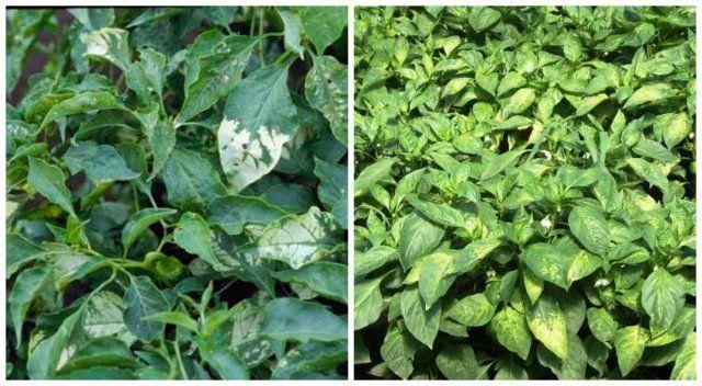 ไส้เดือนฝอยบนพริก