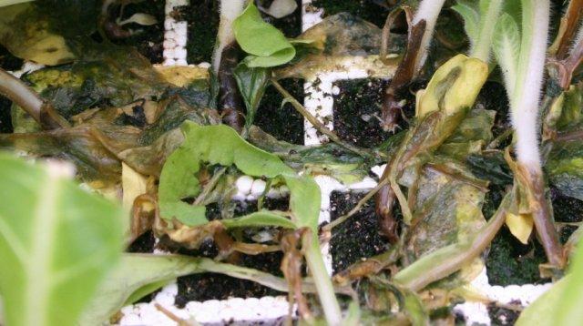 ต้นกล้าป่วย