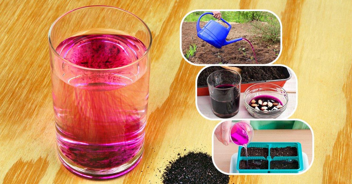 การแช่กระเทียมด้วยโพแทสเซียมเปอร์แมงกาเนต